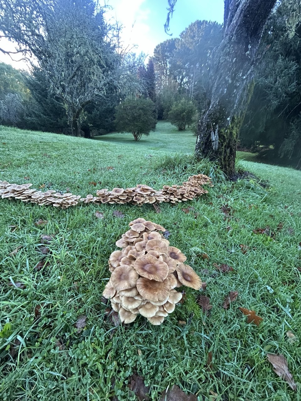 Hongos creciendo en la naturaleza